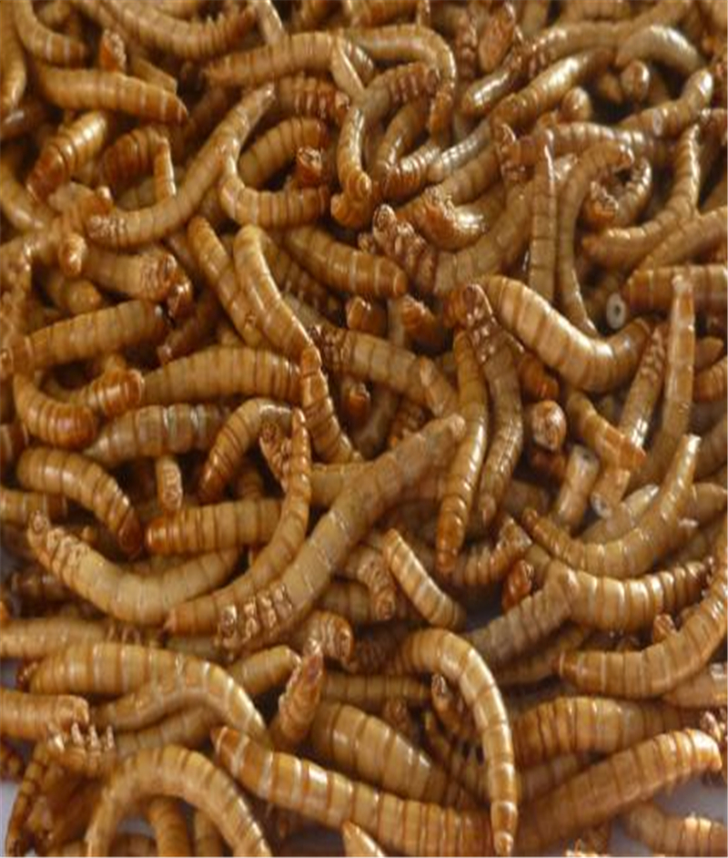 Freeze Dried Mealworm